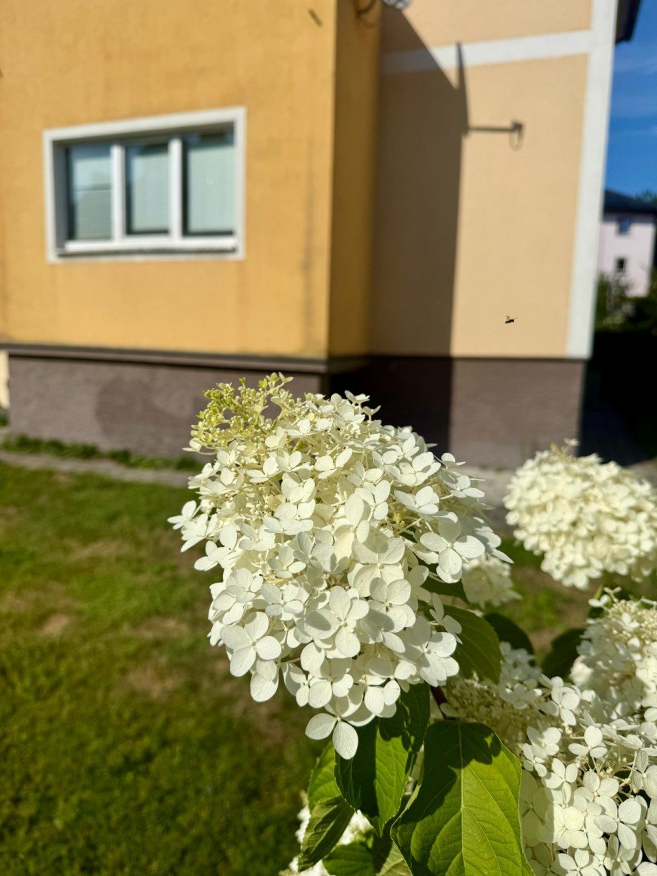 Garten Mehrfamilienhaus Salzburg