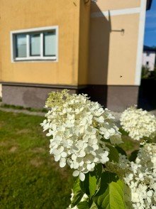 Garten Charmantes Wohnhaus mit Garage, laufenden Modernisierungen und attraktivem Entwicklungspotenzial in Salzburg-Itzling